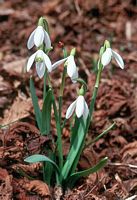Perce-neige. Cliquer pour agrandir l'image. Perce-neige. Cliquer pour agrandir l'image.