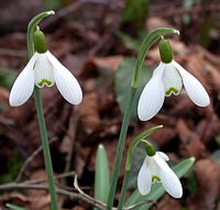 Perce-neige. Cliquer pour agrandir l'image. Perce-neige. Cliquer pour agrandir l'image.