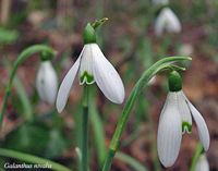 Perce-neige. Cliquer pour agrandir l'image.