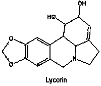 Perce-neige, Lycorine. Cliquer pour agrandir l'image.