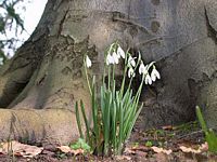 Perce-neige. Cliquer pour agrandir l'image.