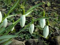 Perce-neige. Cliquer pour agrandir l'image.