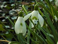 Perce-neige. Cliquer pour agrandir l'image.