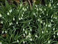Perce-neige. Cliquer pour agrandir l'image.