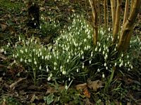 Perce-neige. Cliquer pour agrandir l'image. Perce-neige. Cliquer pour agrandir l'image.