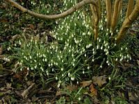 Perce-neige. Cliquer pour agrandir l'image.