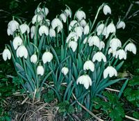 Perce-neige. Cliquer pour agrandir l'image.