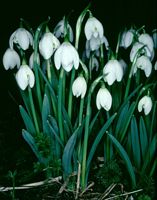 Perce-neige. Cliquer pour agrandir l'image.
