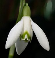 Perce-neige. Cliquer pour agrandir l'image. Perce-neige. Cliquer pour agrandir l'image.