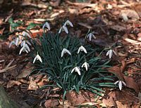Perce-neige. Cliquer pour agrandir l'image.