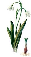 Perce-neige. Dessin. Cliquer pour agrandir l'image.
