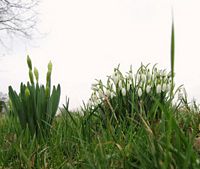 Perce-neige. Cliquer pour agrandir l'image.