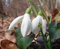 Perce-neige. Cliquer pour agrandir l'image.
