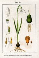 Perce-neige. Cliquer pour agrandir l'image. Perce-neige. Cliquer pour agrandir l'image.