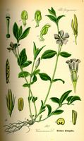 Pervenche mineure. Planche d'identification. Cliquer pour agrandir l'image.