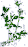 Pervenche mineure. Cliquer pour agrandir l'image. Pervenche mineure. Cliquer pour agrandir l'image.