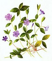 Pervenche mineure. Dessin. Cliquer pour agrandir l'image.