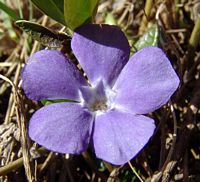 Pervenche mineure. Cliquer pour agrandir l'image.