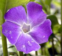 Pervenche mineure. Cliquer pour agrandir l'image. Pervenche mineure. Cliquer pour agrandir l'image.