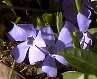 Pervenche mineure. Fleurs. Cliquer pour agrandir l'image.