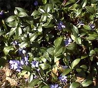 Pervenche mineure. Plante. Cliquer pour agrandir l'image.