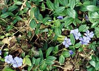 Pervenche mineure. Plante. Cliquer pour agrandir l'image.