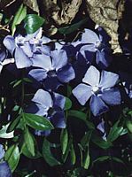 Pervenche mineure. Fleurs. Cliquer pour agrandir l'image.