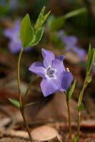 Pervenche mineure. Fleur. Cliquer pour agrandir l'image.