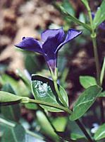 Pervenche mineure. Fleur. Cliquer pour agrandir l'image.
