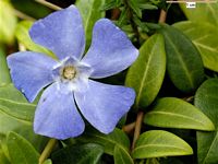 Pervenche mineure. Fleur. Cliquer pour agrandir l'image.
