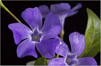 Pervenche mineure. En lumière visible. Cliquer pour agrandir l'image.