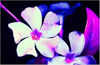 Pervenche mineure. En lumière uv. Cliquer pour agrandir l'image.