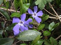 Pervenche mineure. Fleurs. Cliquer pour agrandir l'image.