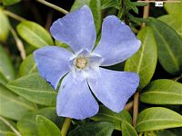 Pervenche mineure. Fleur. Cliquer pour agrandir l'image.