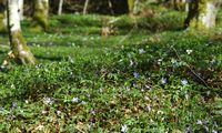 Pervenche mineure. Peuplement, Allagnat. Cliquer pour agrandir l'image.