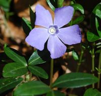 Pervenche mineure. Fleur, Allagnat. Cliquer pour agrandir l'image.