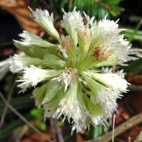 Pétasite blanc. Montchier. Cliquer pour agrandir l'image.