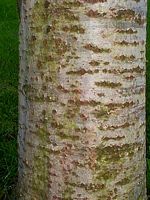 Peuplier blanc. Écorce. Cliquer pour agrandir l'image.
