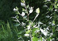 Peuplier blanc. Feuillage. Cliquer pour agrandir l'image.