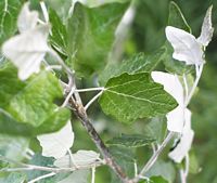 Peuplier blanc. Feuillage. Cliquer pour agrandir l'image.