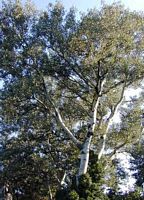 Peuplier blanc. Plante. Cliquer pour agrandir l'image.