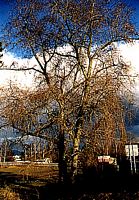 Peuplier blanc. Plante. Cliquer pour agrandir l'image.