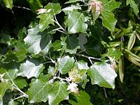 Peuplier blanc. Feuilles. Cliquer pour agrandir l'image.