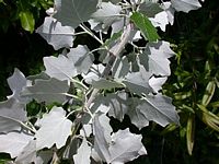 Peuplier blanc. Feuilles dessous. Cliquer pour agrandir l'image.