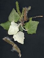 Peuplier blanc. Fleurs. Cliquer pour agrandir l'image.