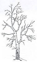 Peuplier blanc. Dessin. Cliquer pour agrandir l'image.