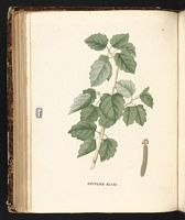 Peuplier blanc. Planche d'identification Saint-hilaire. Cliquer pour agrandir l'image.
