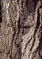 Peuplier grisard. Écorce. Cliquer pour agrandir l'image.