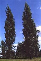 Peuplier d'Italie. Plante. Cliquer pour agrandir l'image.