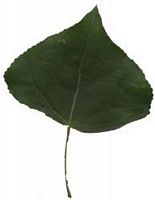 Peuplier d'Italie. Feuille. Cliquer pour agrandir l'image.